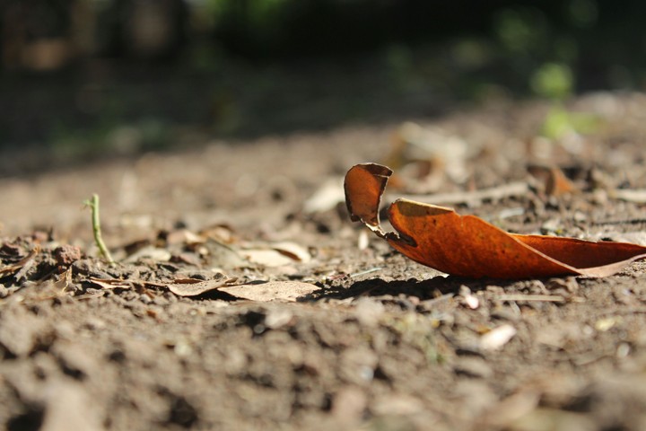 dead leaf