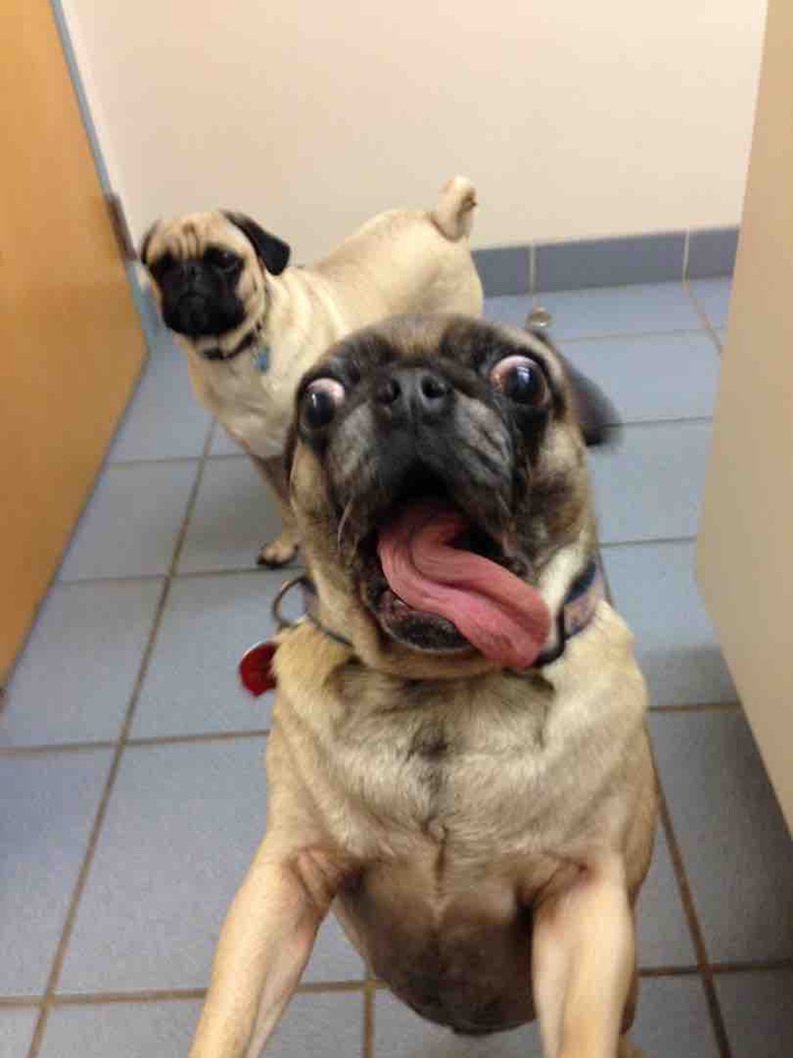 this is a selfy pug