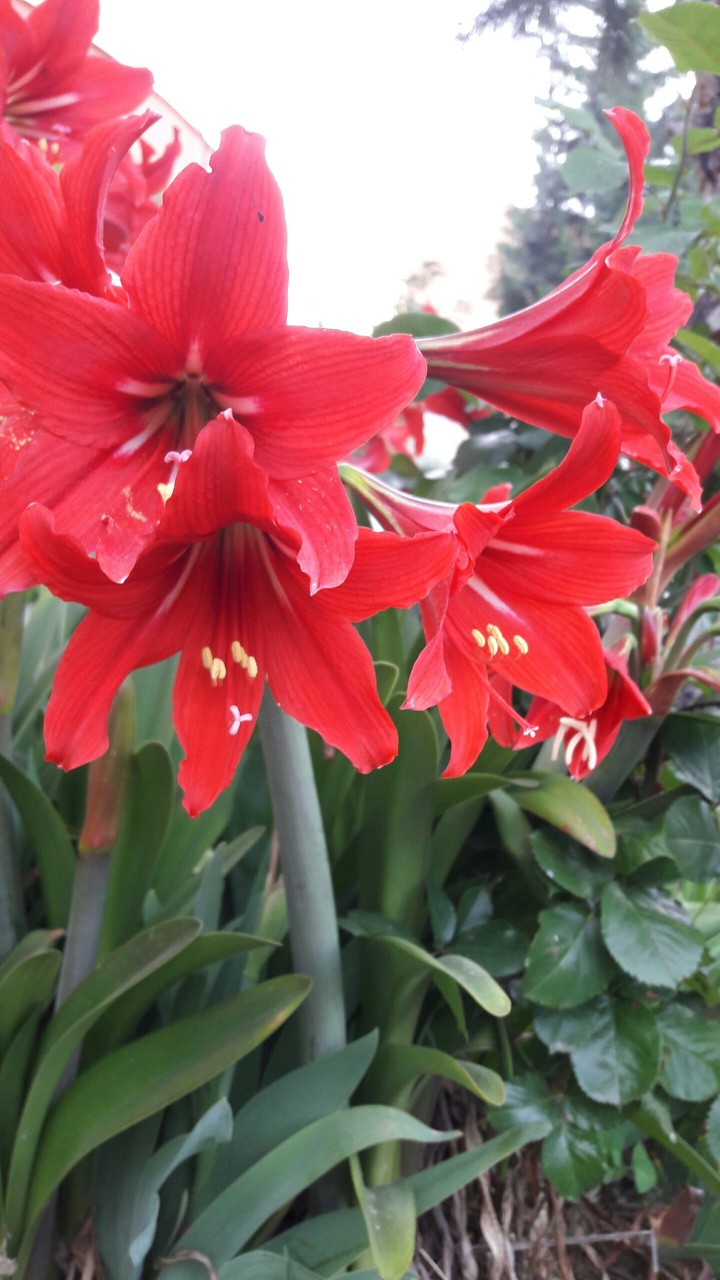lily flower
