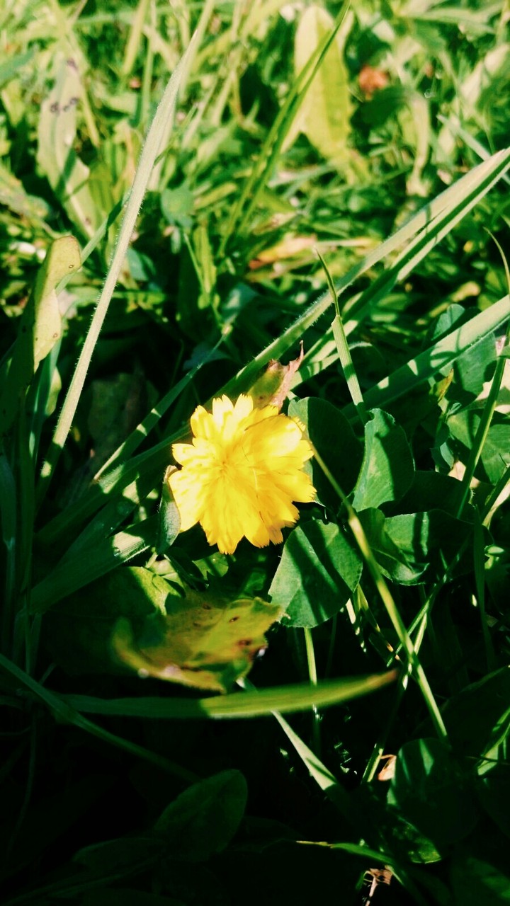 flower