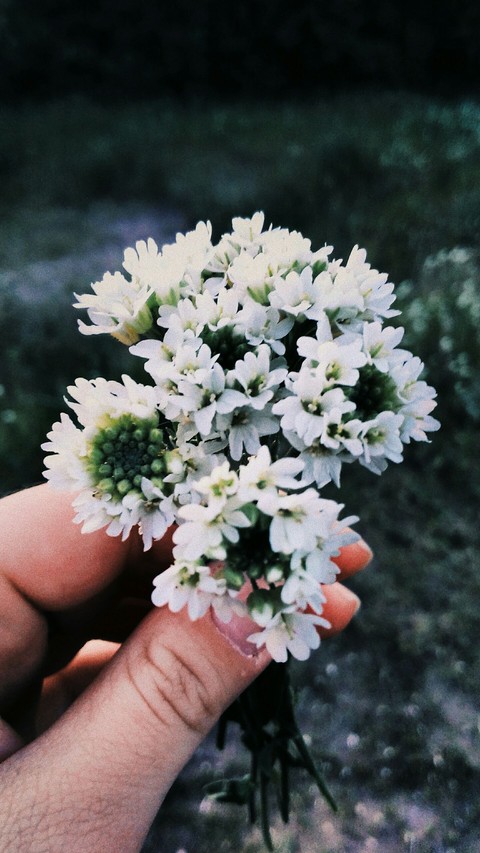 clover flower
