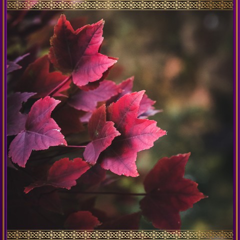 Red leaves