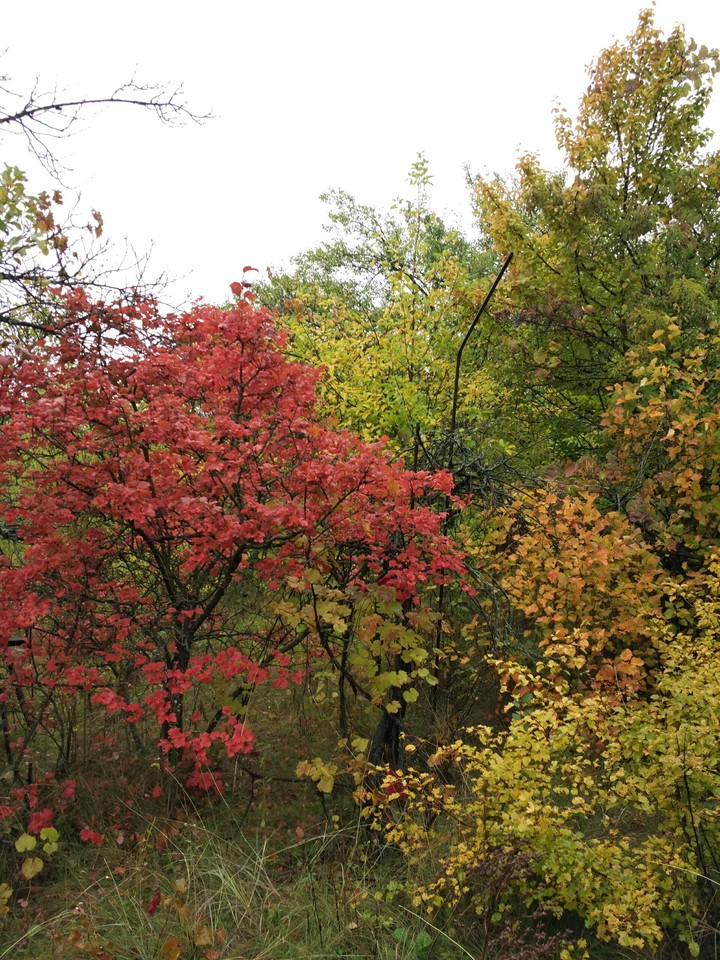 autumn