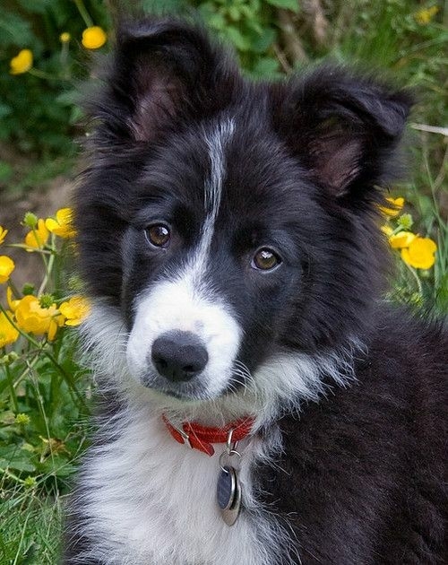 The Border Collie Because There Is No Better Dog