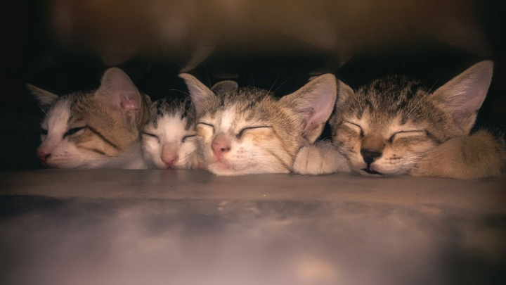Cutie Kitties...!!!!