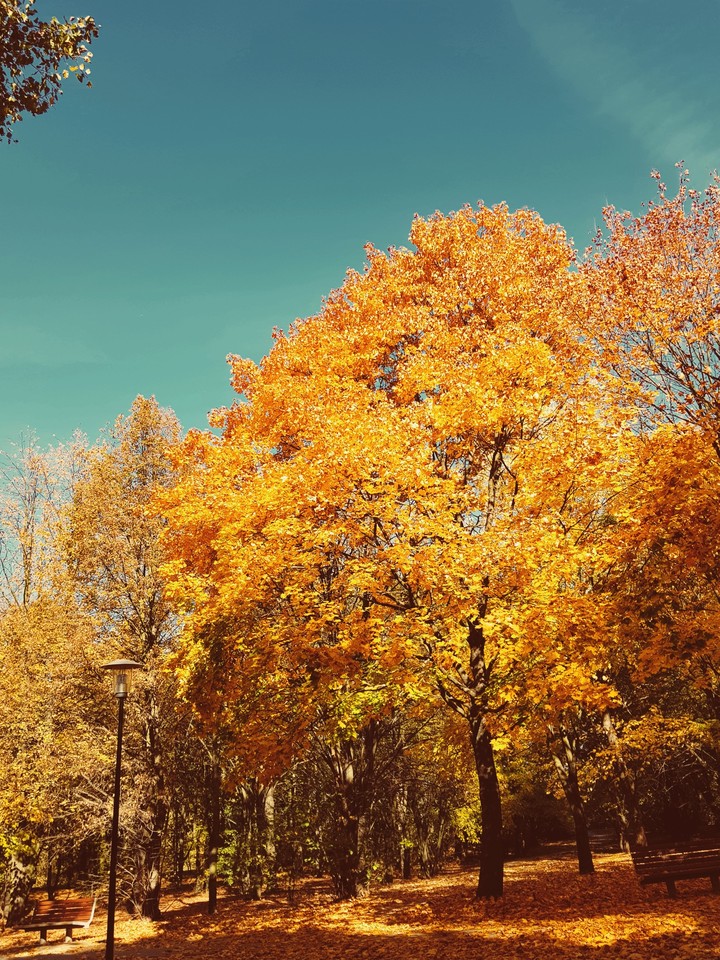 Autumn4
