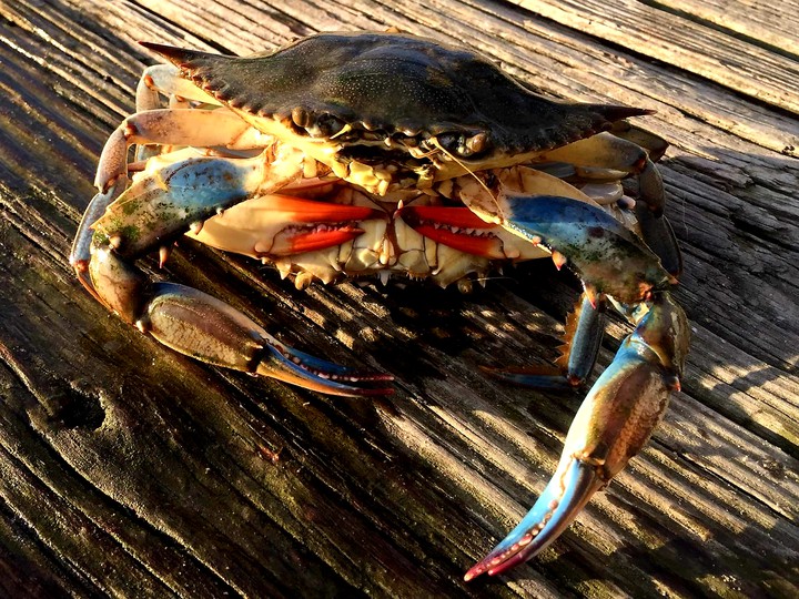 Loving Crabs