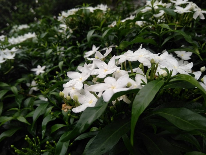 flowers