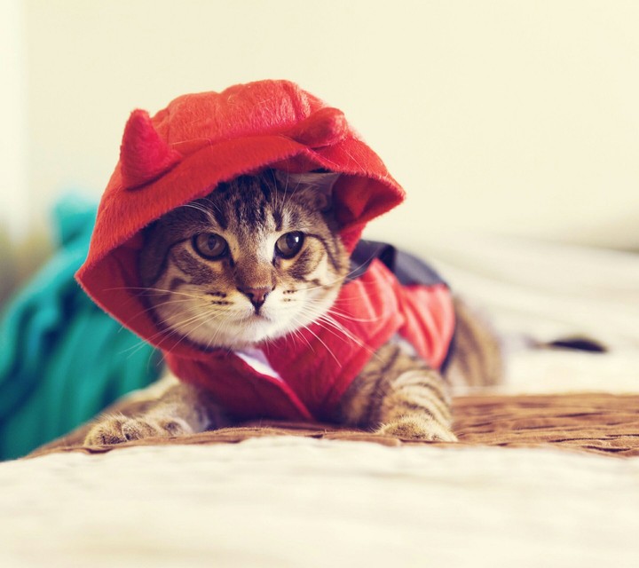 Beautiful Cat