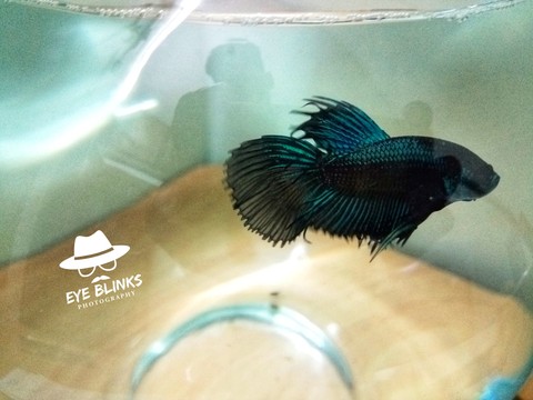 fighter fish