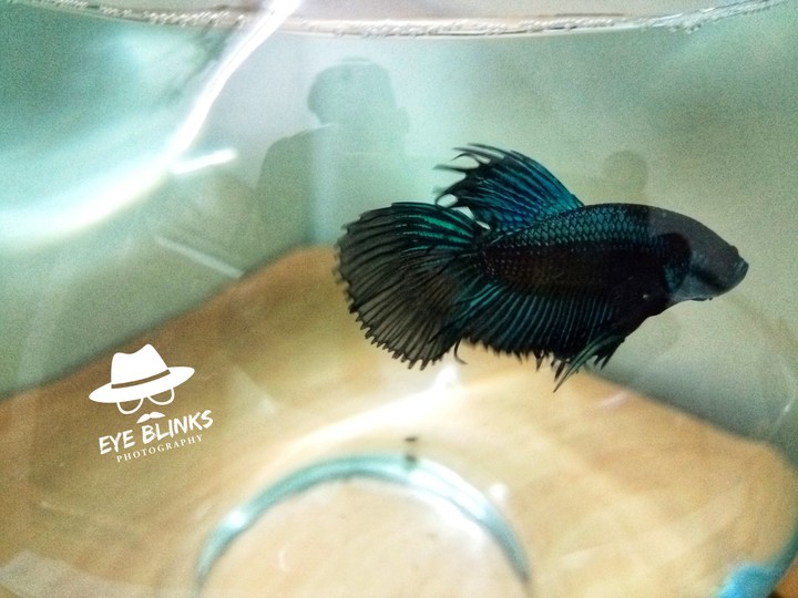 fighter fish