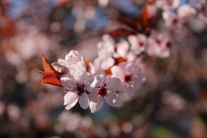 Pink Flowers