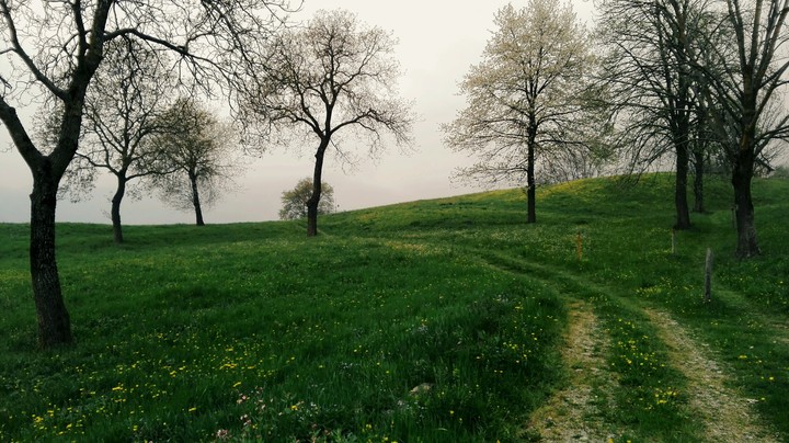 trees- Italy