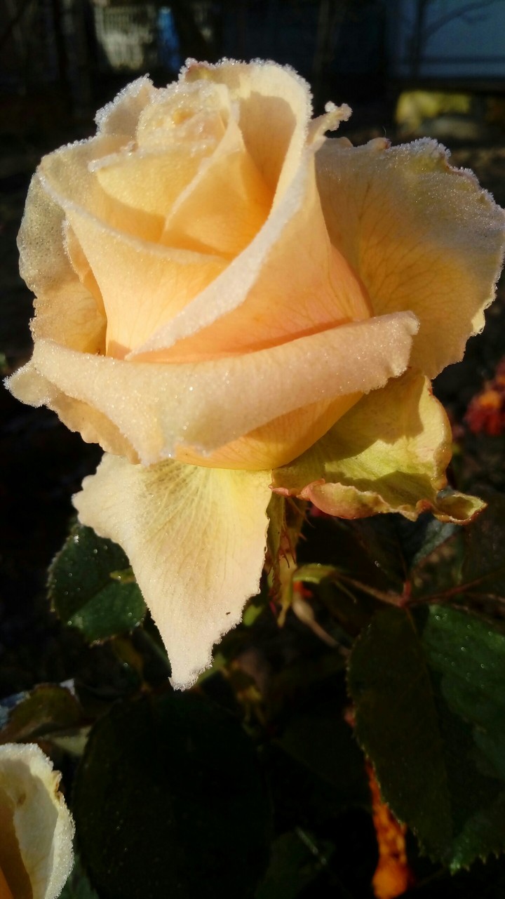Winter Rose