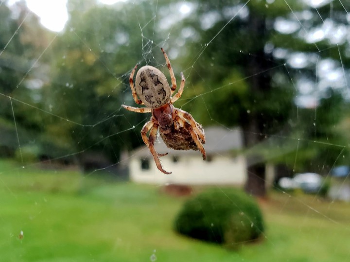 Orb Weaver