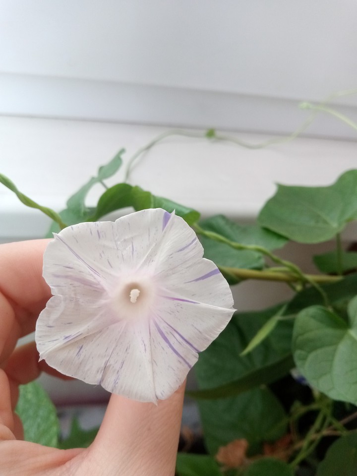 bindweed, flower, summer, tenderness