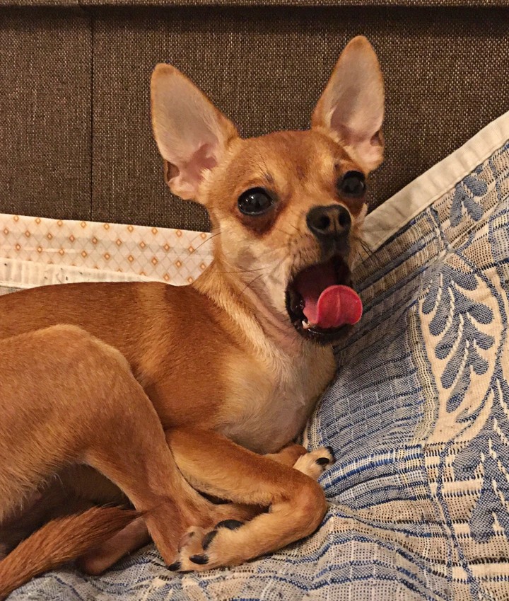 Puppy toy terrier