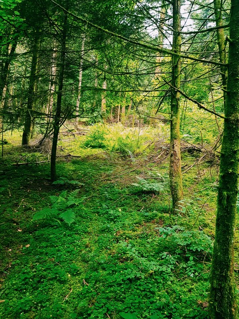 Foret