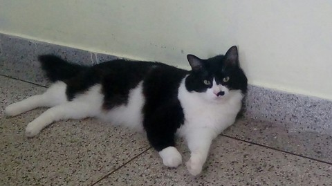 bruce the cat