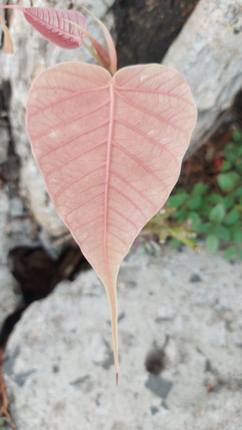 sacred fig