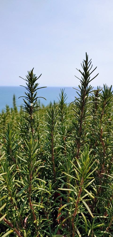 evergreen, grass वॉलपेपर