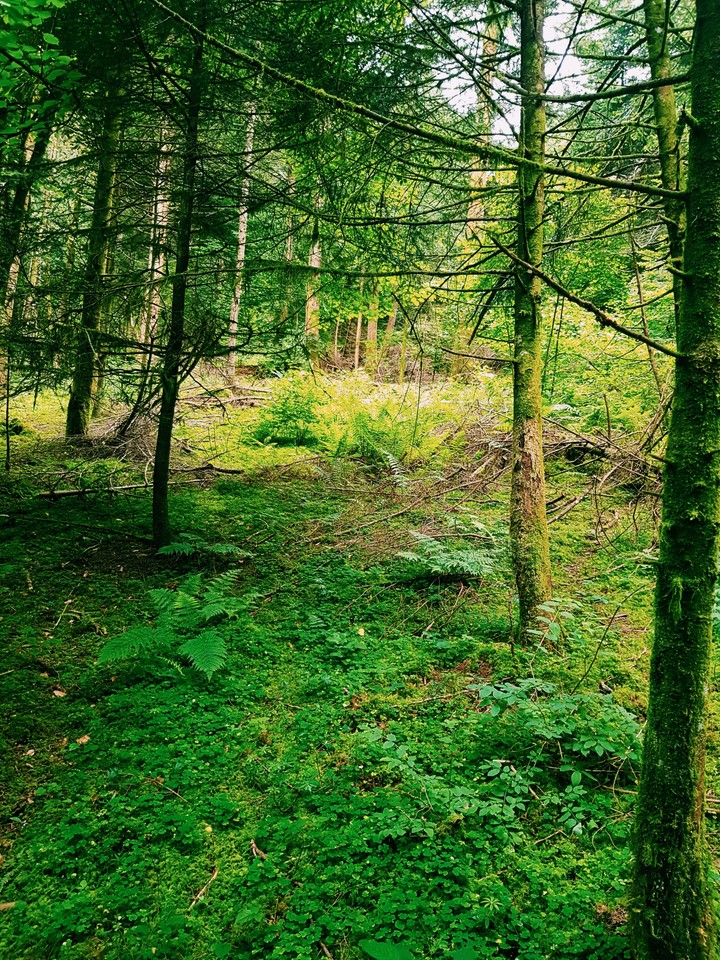 Foret
