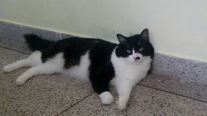 bruce the cat