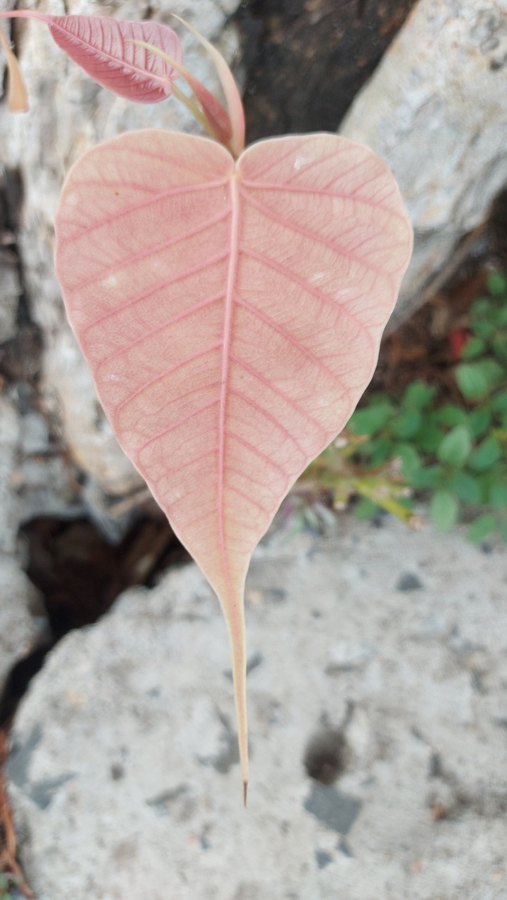sacred fig