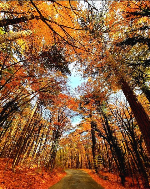 Golden autumn♡♡♡