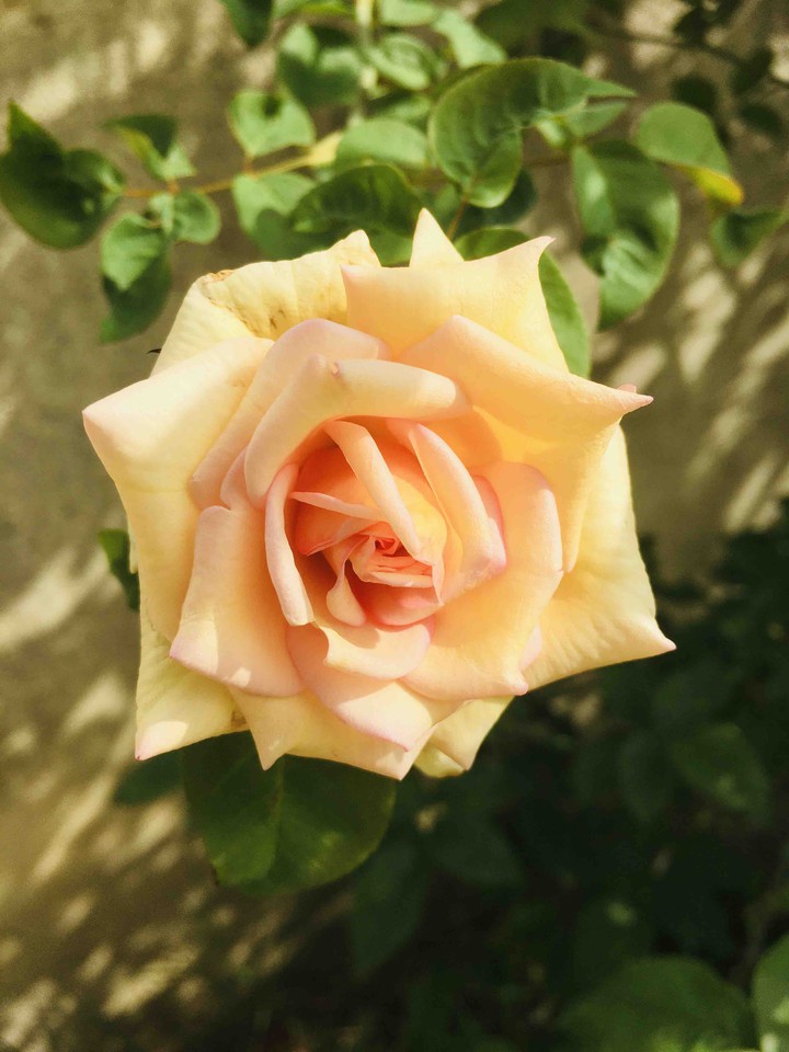 rose series