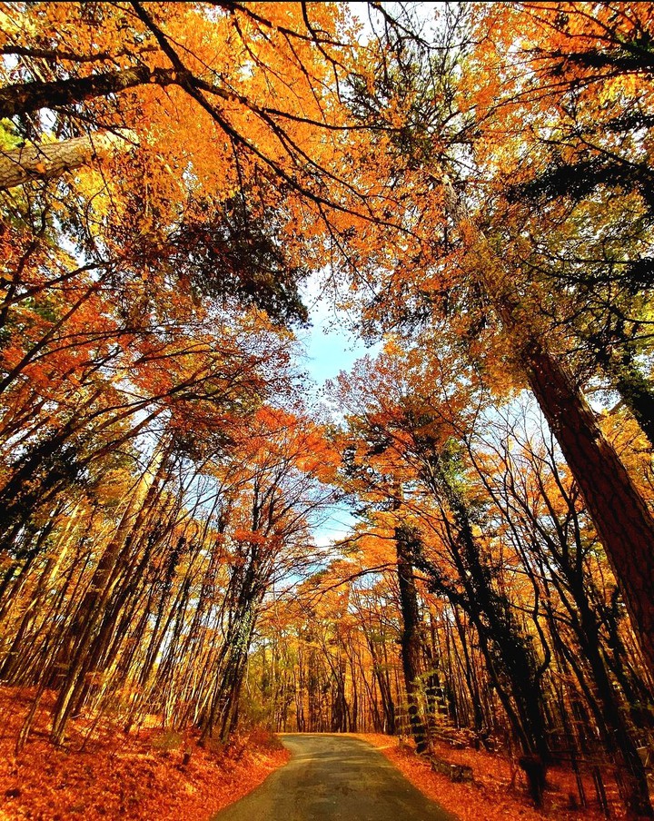 Golden autumn♡♡♡