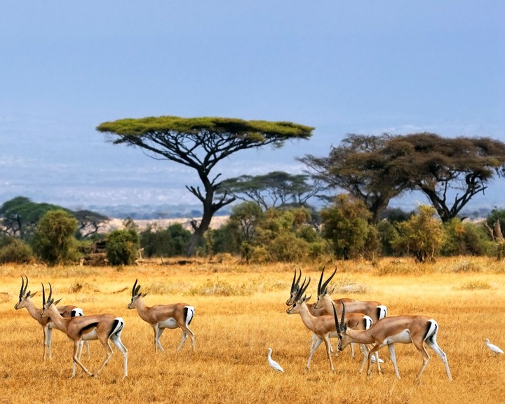 deers