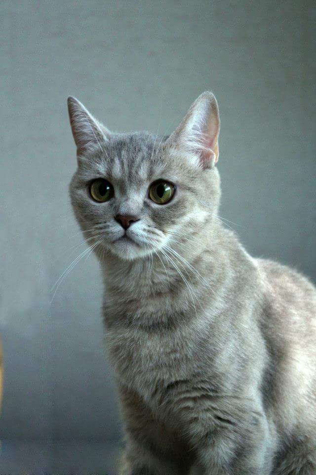 Lily