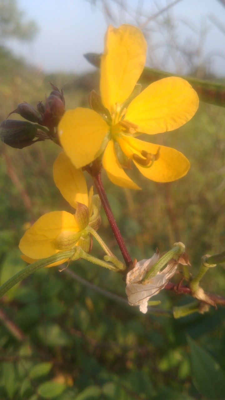 yellow flowers
