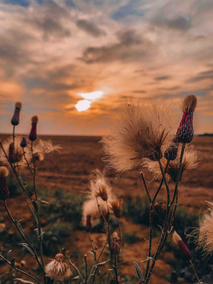 sunset lights