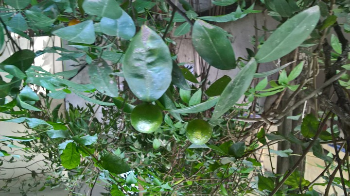 Fruits