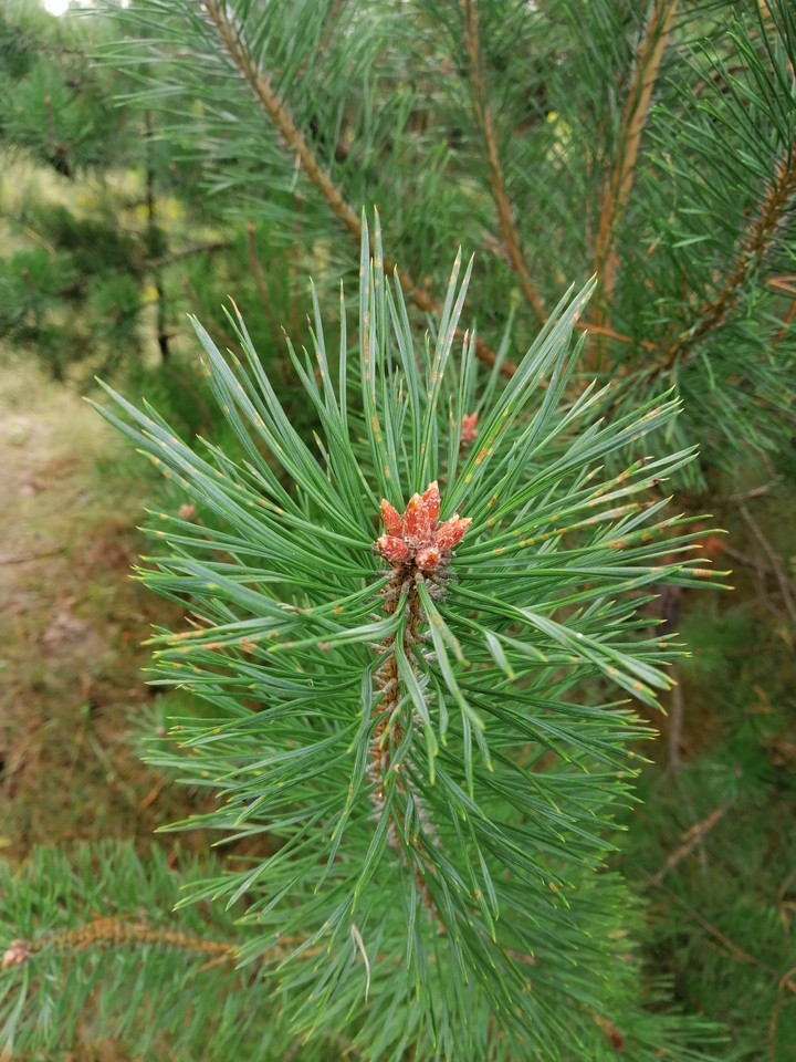 pines