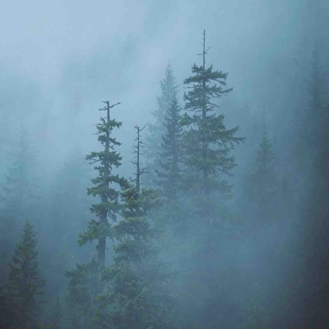 plant, larch achtergronden