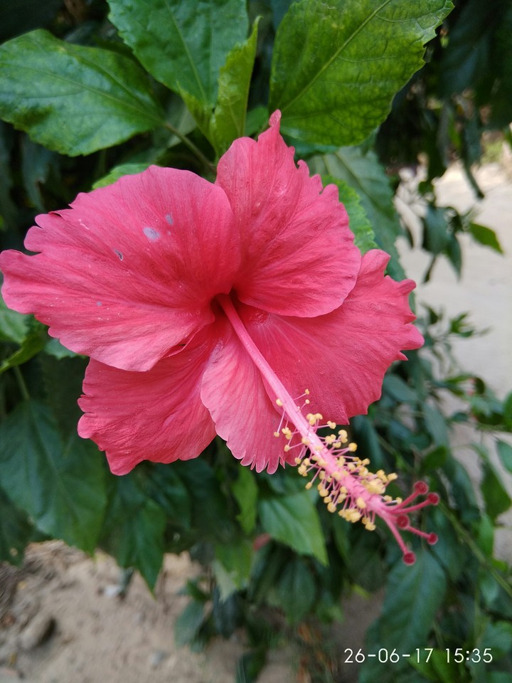 flower