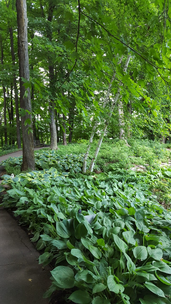 The Hosta Glade