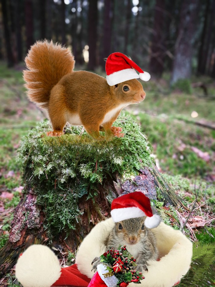 merry Christmas