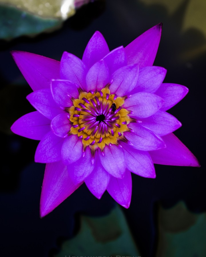 The Colour Purple
