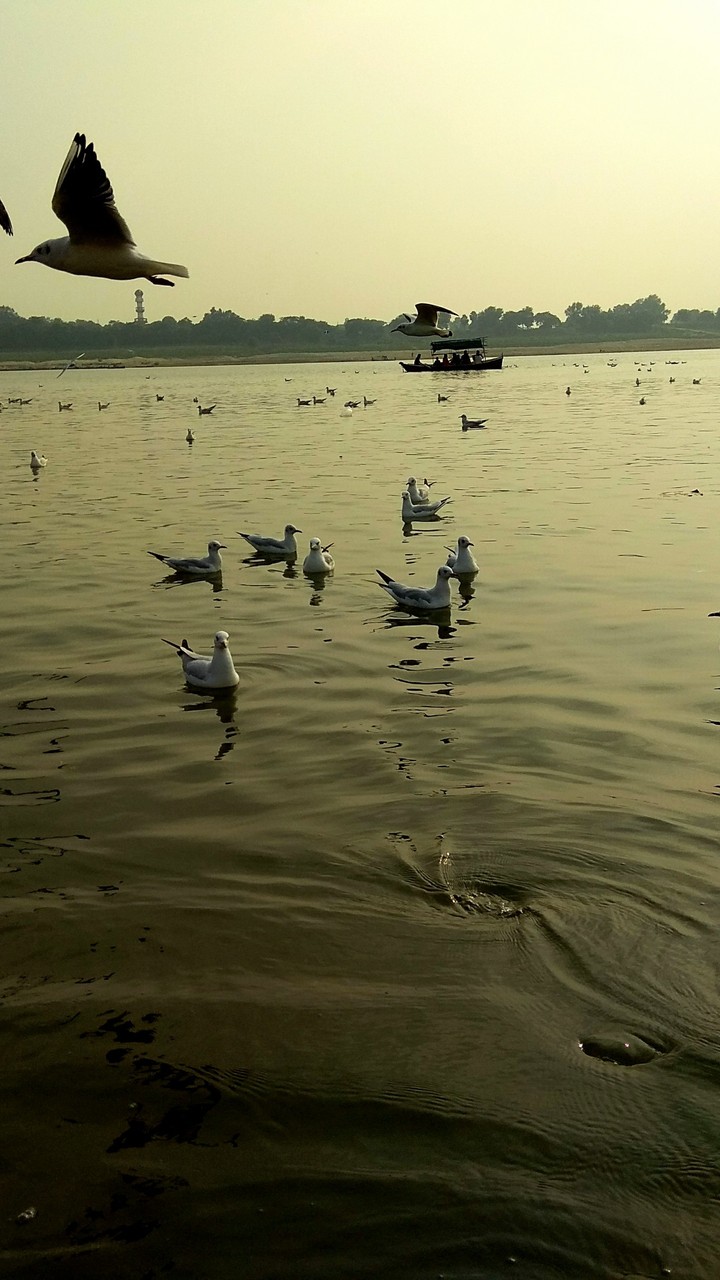 beautiful birds