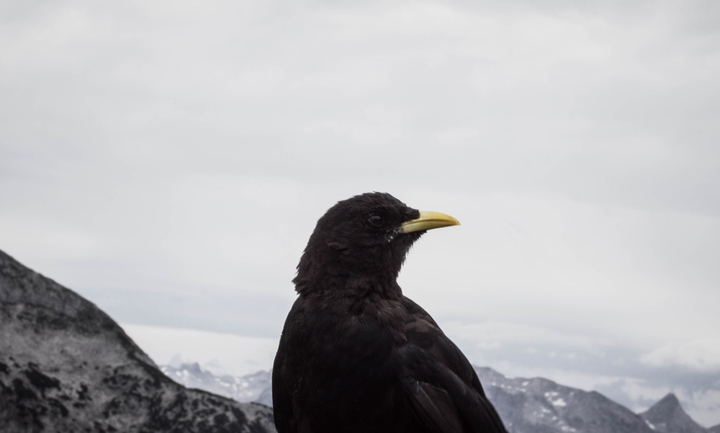 bird