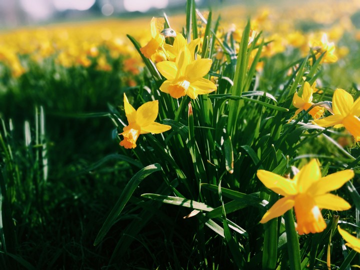 narcissus