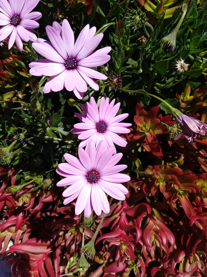 Flores