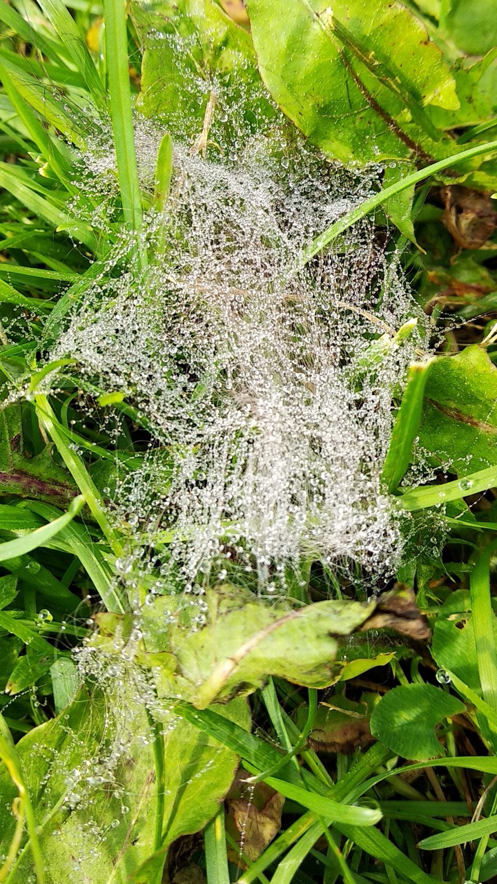 Spiderweb