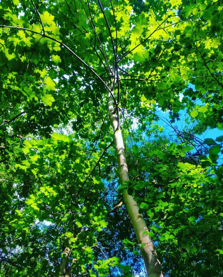 green and blue