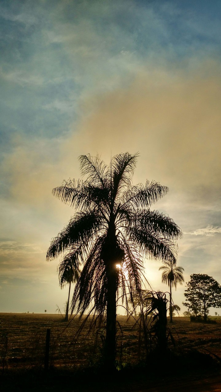 coqueiro