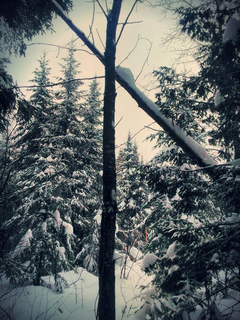 Fallen Snowy Tree